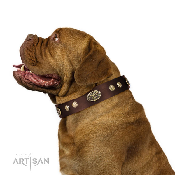 Dogue de Bordeaux everyday use dog collar of comfortable leather