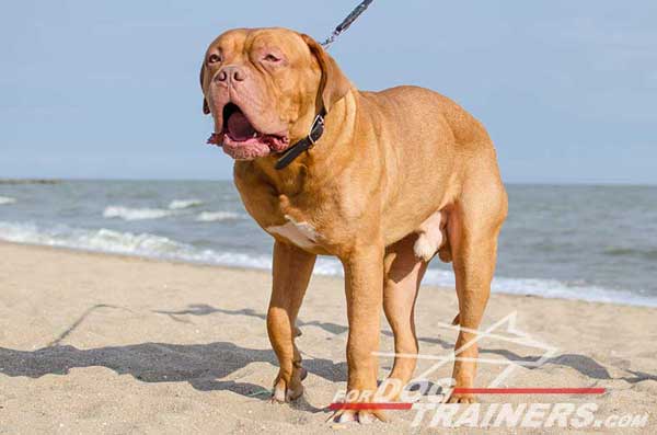 Leather Slip Collar for French Mastiff