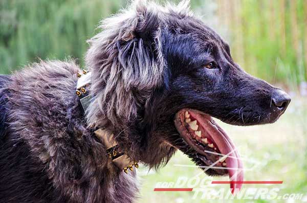 Everyday Training Caucasian Shepherd Collar