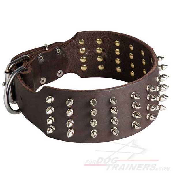Designer dog collar wide equipped with durable metal fittings