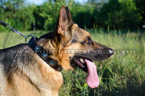 Training Leather German Shepherd Collar