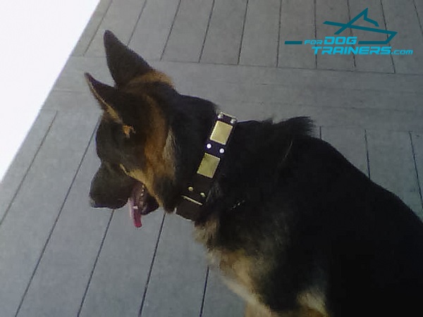 Kino Wearing Leather German Shepherd Collar with Plates and Cones