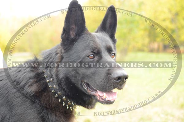 Leather German Shepherd Collar Spiked Studded