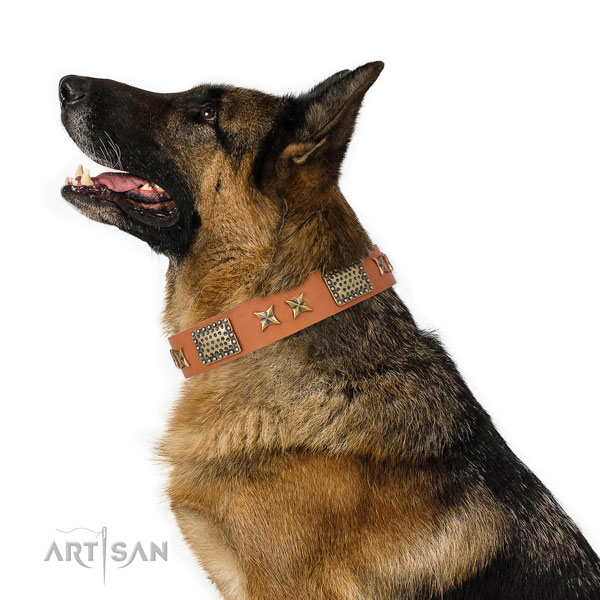 German Shepherd comfortable wearing dog collar of significant quality natural leather