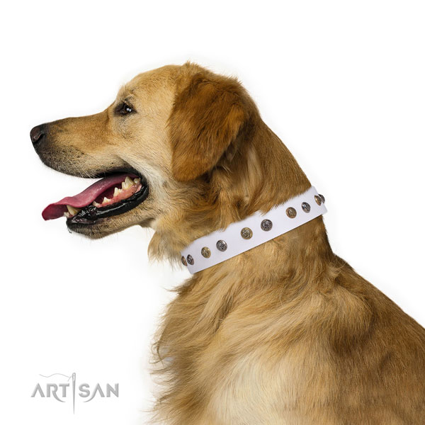 Golden Retriever top notch full grain genuine leather dog collar with studs