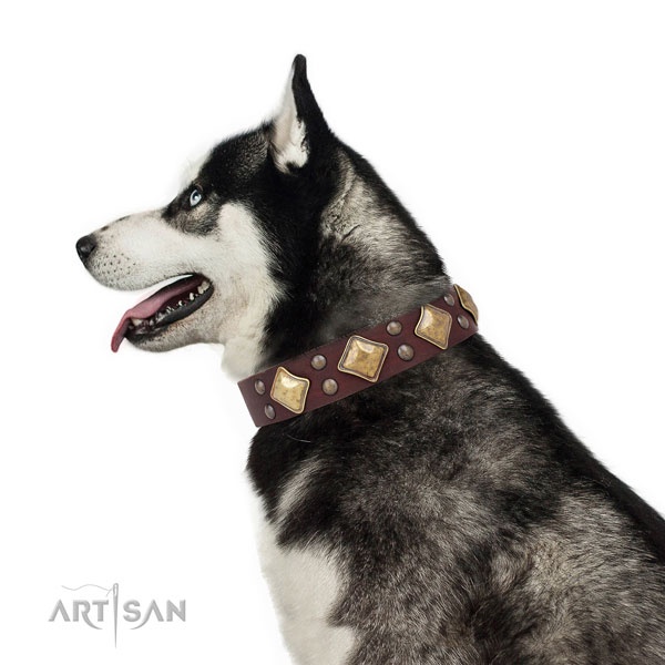 Husky adorned full grain leather dog collar with adornments