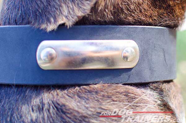 Pitbull Collar wtih Special Tag for Identification