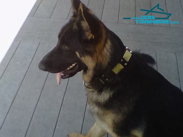 Walking Leather Dog Collar for Kino German Shepherd