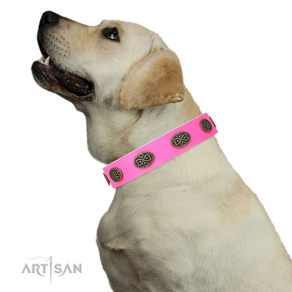 Labrador fancy walking dog collar of designer leather