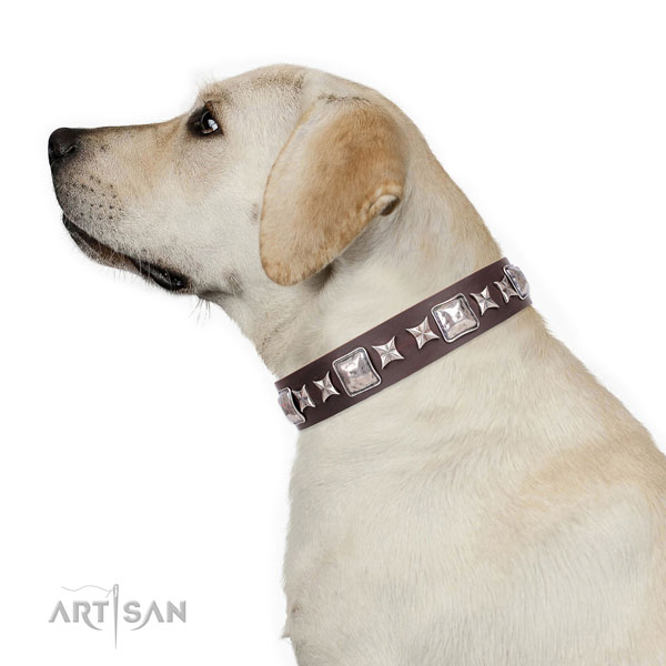 Labrador fashionable leather dog collar with embellishments