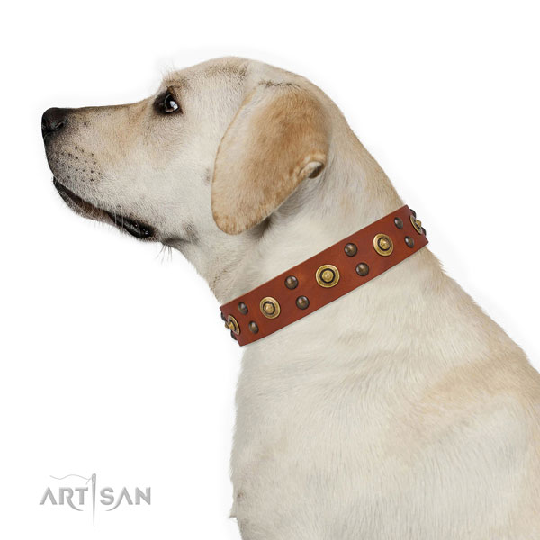 Labrador everyday walking dog collar of top quality natural leather
