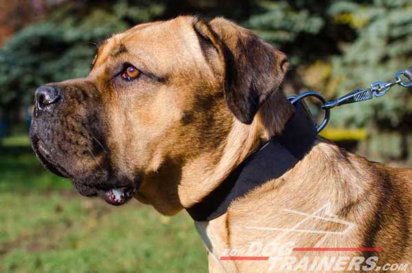 Wide Hand-Made Leather Cane Corso Collar for Walking