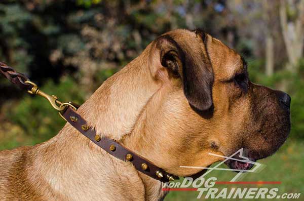 Top Quality Leather Cane Corso Collar with Hand-set spikes with brass rivets