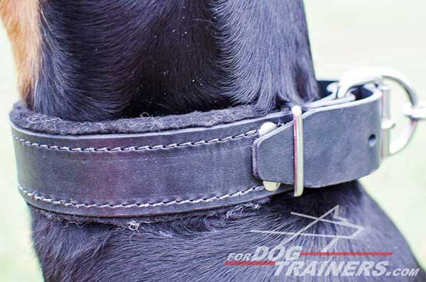 Soft padded leather Doberman collar with nickel fittings