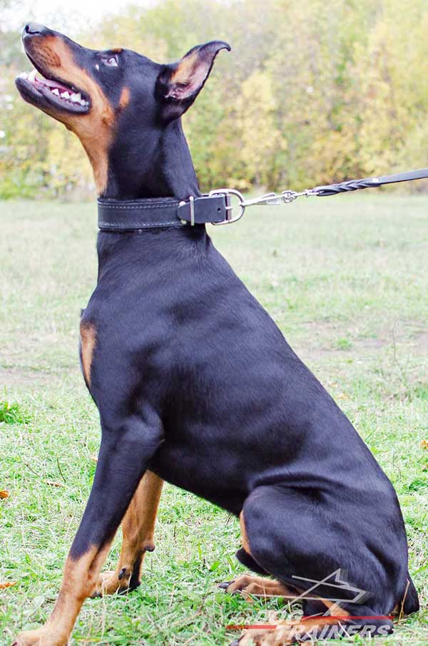 Double stitched padded leather collar for Doberman