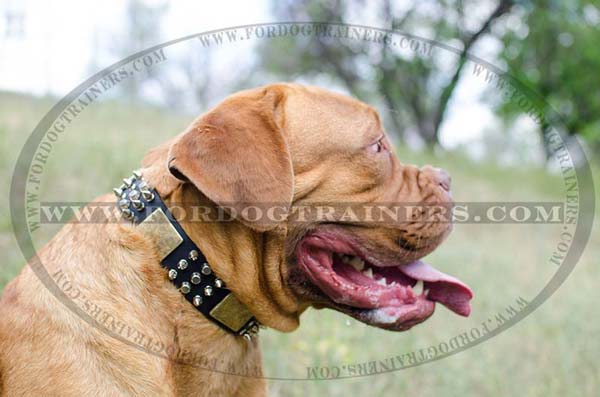 Leather Dogue-De-Bordeaux Collar with Adornment