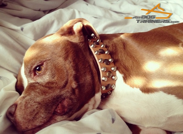 Dadi Looks Stylish in Studded Leather Pitbull Collar