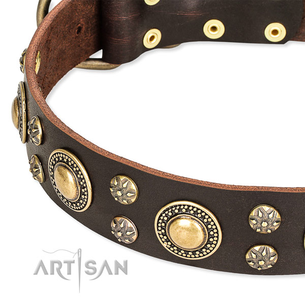 Trendy brown leather dog collar