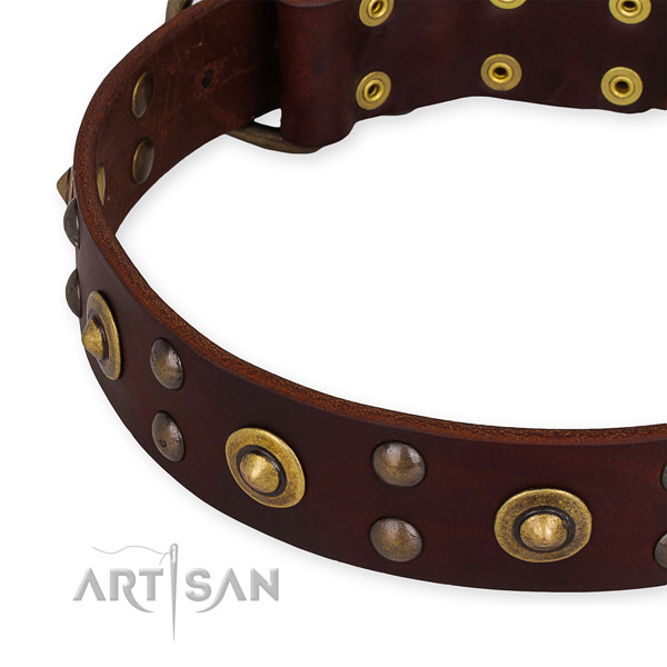 Brown leather dog collar with rustless studs