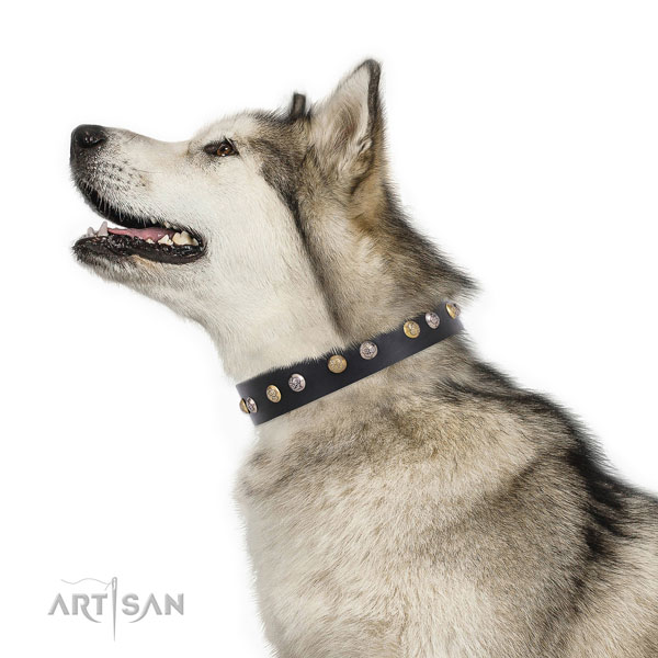 Malamute fashionable full grain natural leather dog collar with decorations