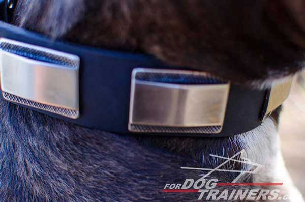Nickel Plated Decorations on Leather Pitbull Collar 
