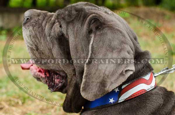 Training Leather Mastino Napoletano Collar