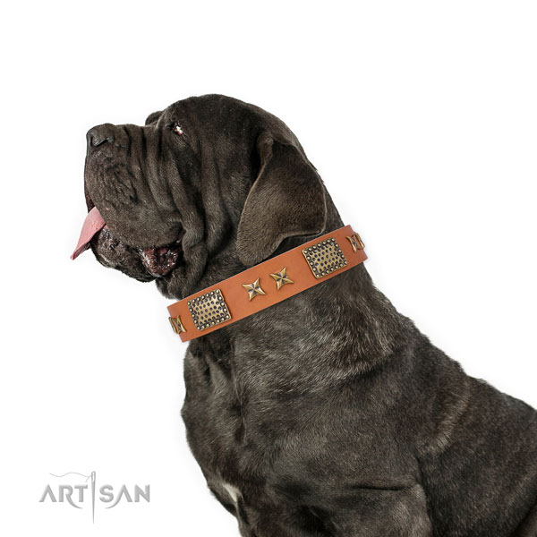 Mastino Neapoletano comfortable wearing dog collar of exceptional quality genuine leather