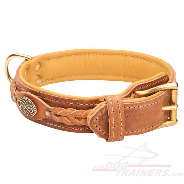 Padded Leather Cane Corso Collar with a Strong Buckle