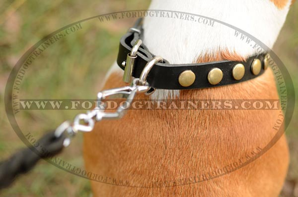 Nickel D-Ring on Dog Collar Leather