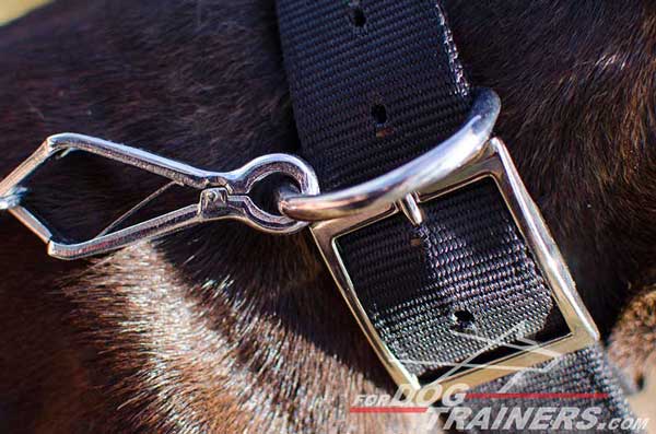 Silver-Like Fittings on Nylon Pitbull Collar 