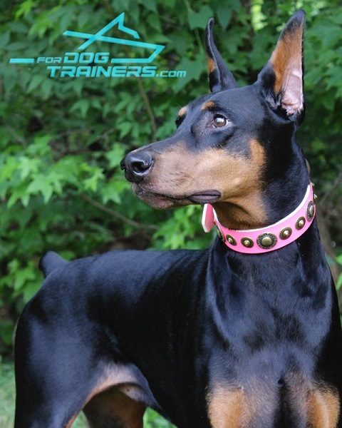 Comfortable pink genuine leather Doberman collar with embellishments