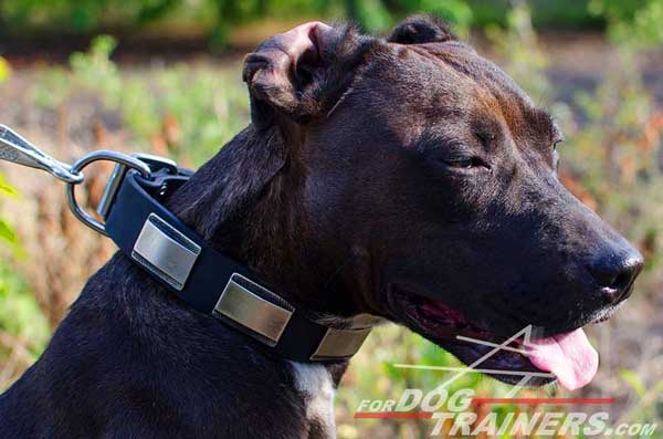 Decorated Leather Pitbull Collar for Dog Walking 