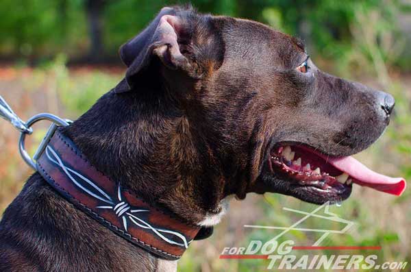 Leather Pitbull Collar for Safe Daily Walking