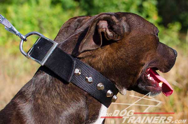 Fashionable Nylon Pitbull Collar for Daily Use