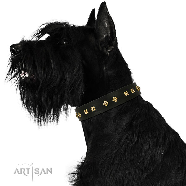 Reisenschnauzer everyday walking dog collar of fashionable leather