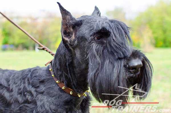 Walking Riesenschnauzer Collar Leather Handset Brass Spikes 