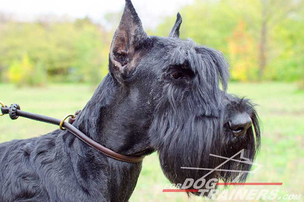 Leather Choke Riesenschnauzer Collar