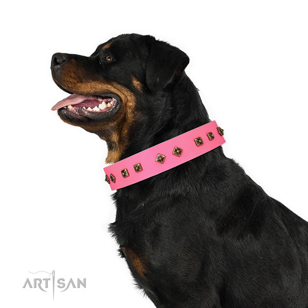 Rottweiler basic training dog collar of incredible quality genuine leather