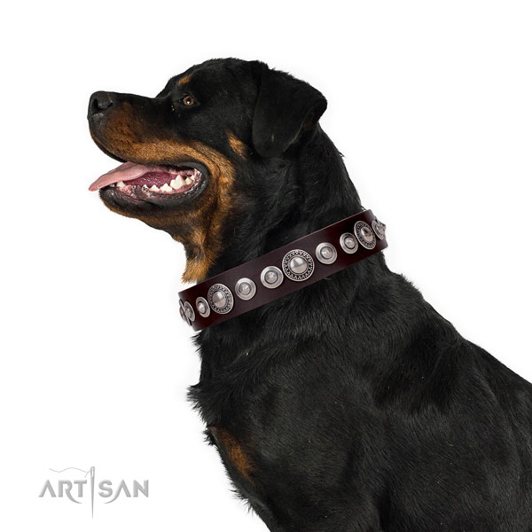 Rottweiler fashionable natural genuine leather dog collar with studs