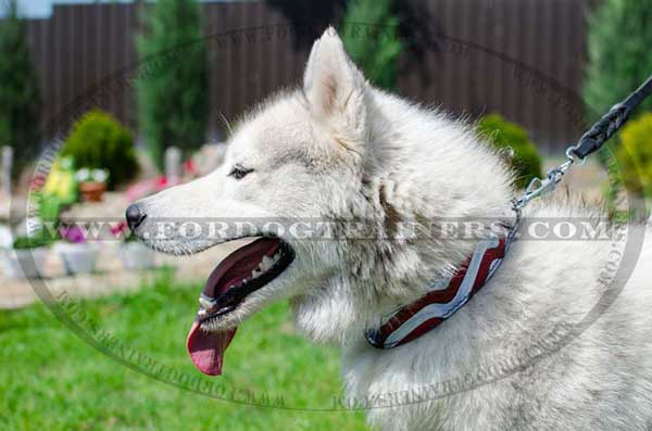 Walking Leather Siberian Husky Collar