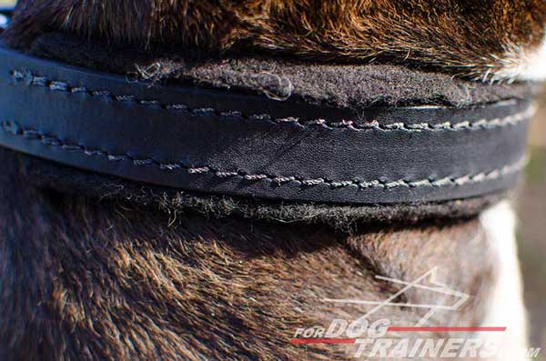 Soft Padding on Leather Pitbull Collar