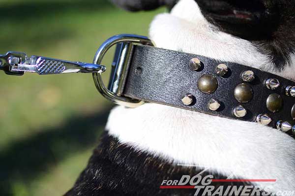 Studs and Spikes on Leather Dog Collar