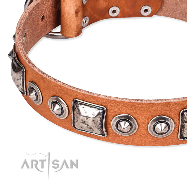 Tan leather dog collar with firmly riveted fittings