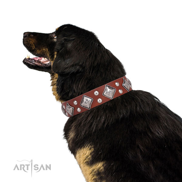 Tibetian Mastiff significant genuine leather dog collar with adornments