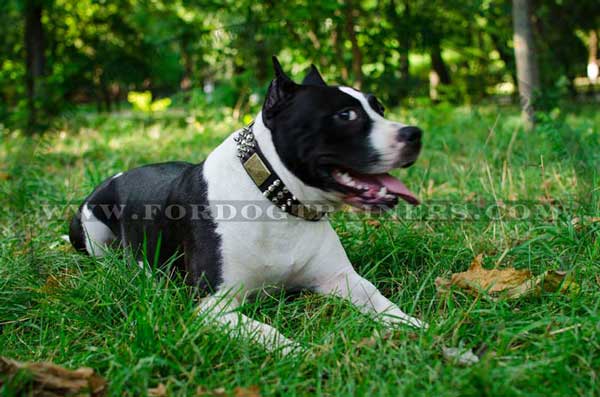 Decorated Amstaff Collar of Pure Leather