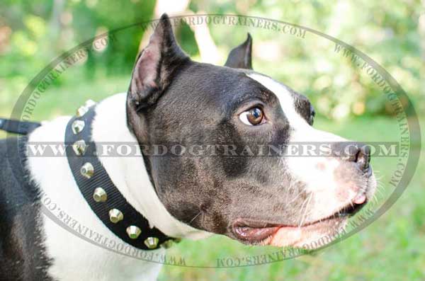 Dog Collar for Amstaff