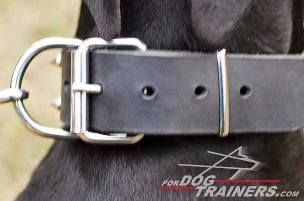 Nickel D-ring and buckle for leather Doberman collar