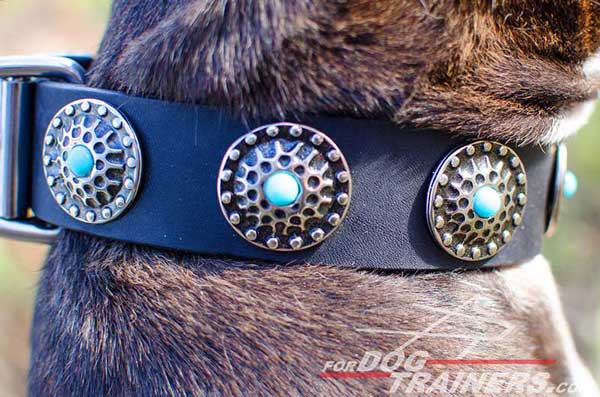 Wide leather Pitbull collar with silver conchos and blue stones