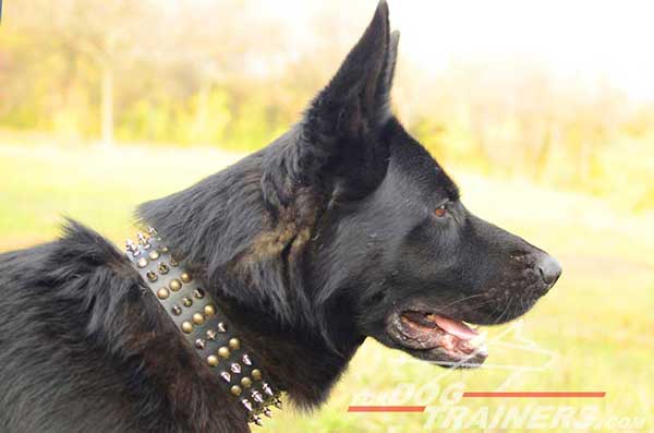 Leather Dog Collar Spiked Studded for Showing German Shepherd To Advantage