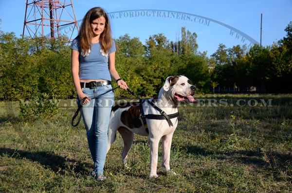 Pulling dog harness with rings for American Bulldog breed